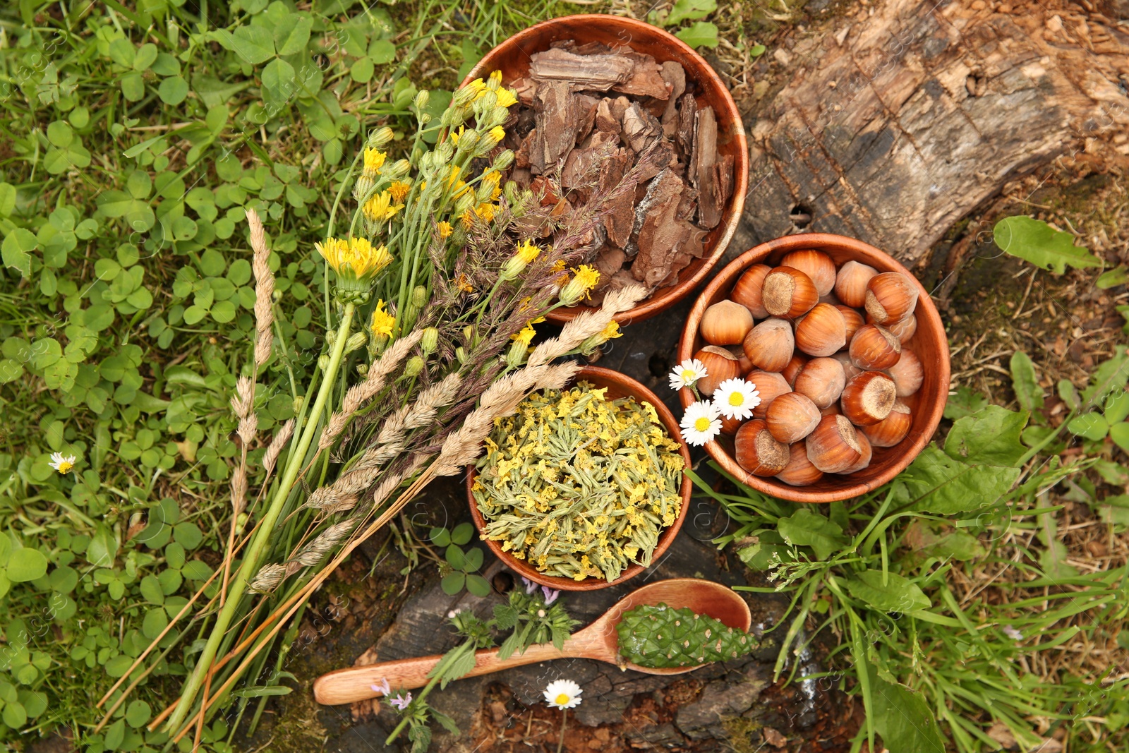 Photo of Ingredients for tincture. Pine cone, bark chips, flowers and hazelnuts outdoors, flat lay