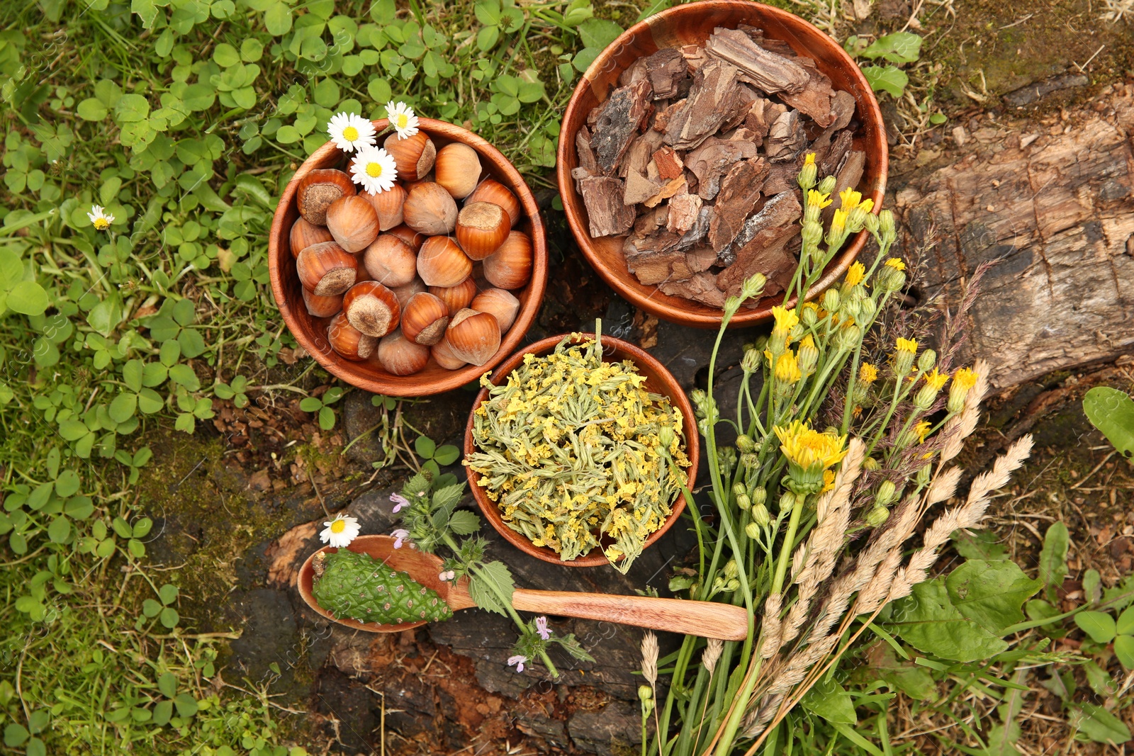 Photo of Ingredients for tincture. Pine cone, bark chips, flowers and hazelnuts outdoors, flat lay