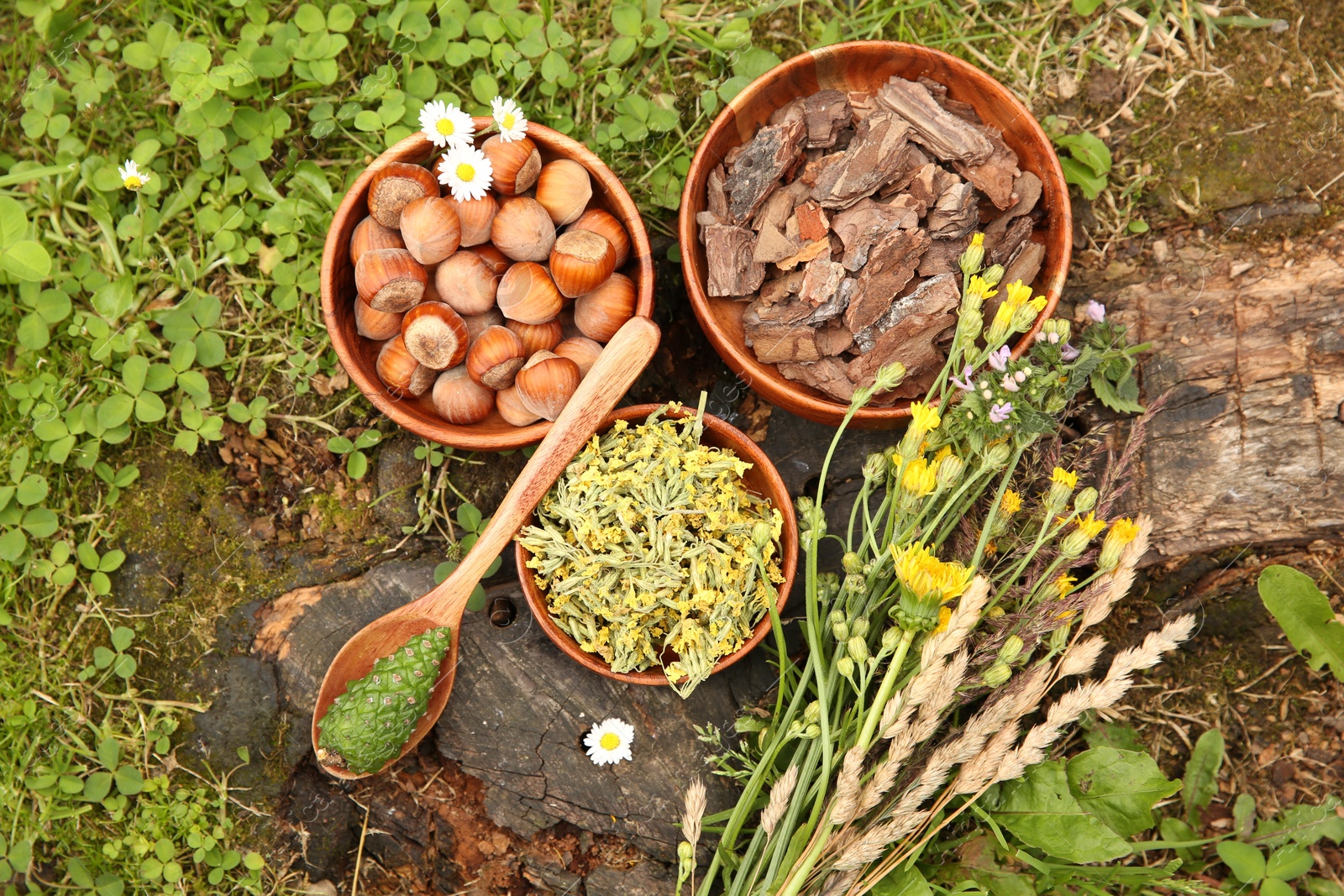 Photo of Ingredients for tincture. Pine cone, bark chips, flowers and hazelnuts outdoors, flat lay