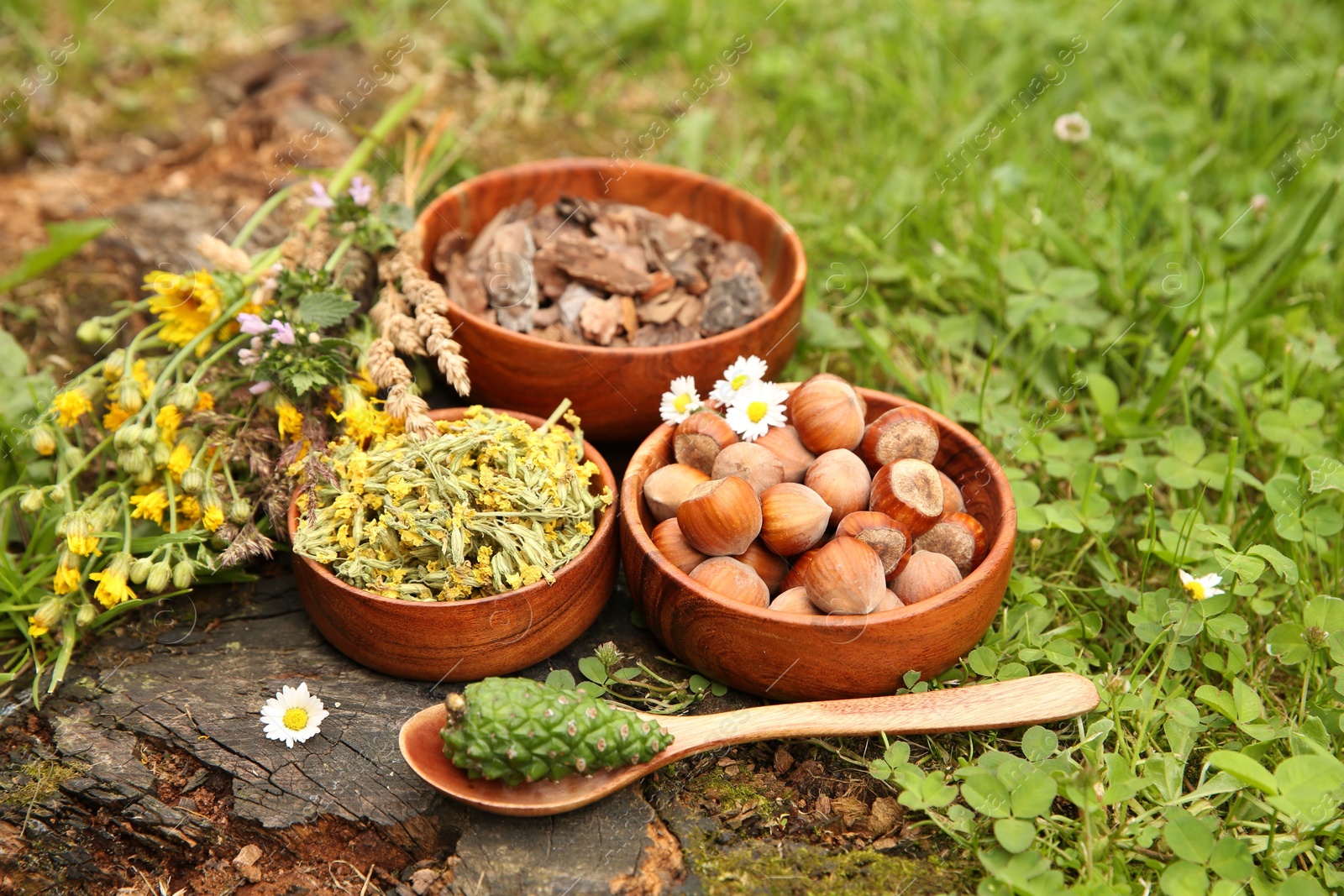 Photo of Ingredients for tincture. Pine cone, bark chips, flowers and hazelnuts outdoors