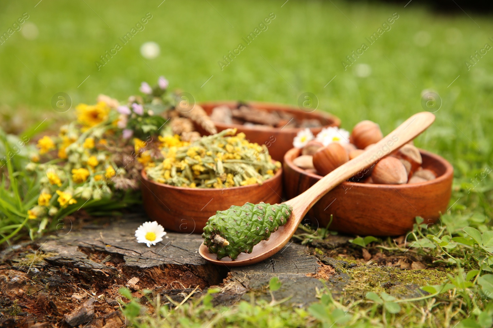 Photo of Ingredients for tincture. Pine cone, flowers and hazelnuts outdoors, closeup