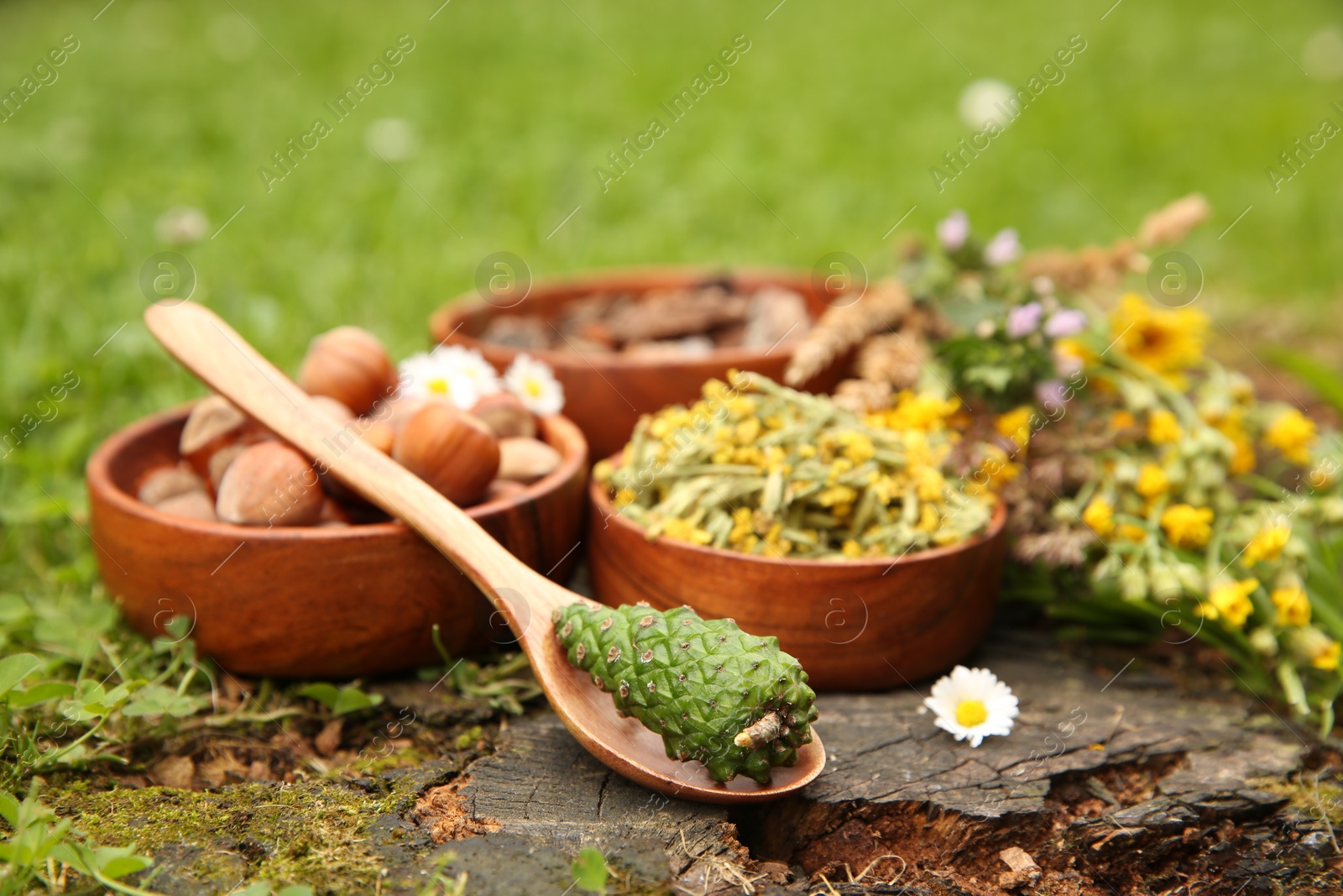 Photo of Ingredients for tincture. Pine cone, flowers and hazelnuts outdoors, closeup