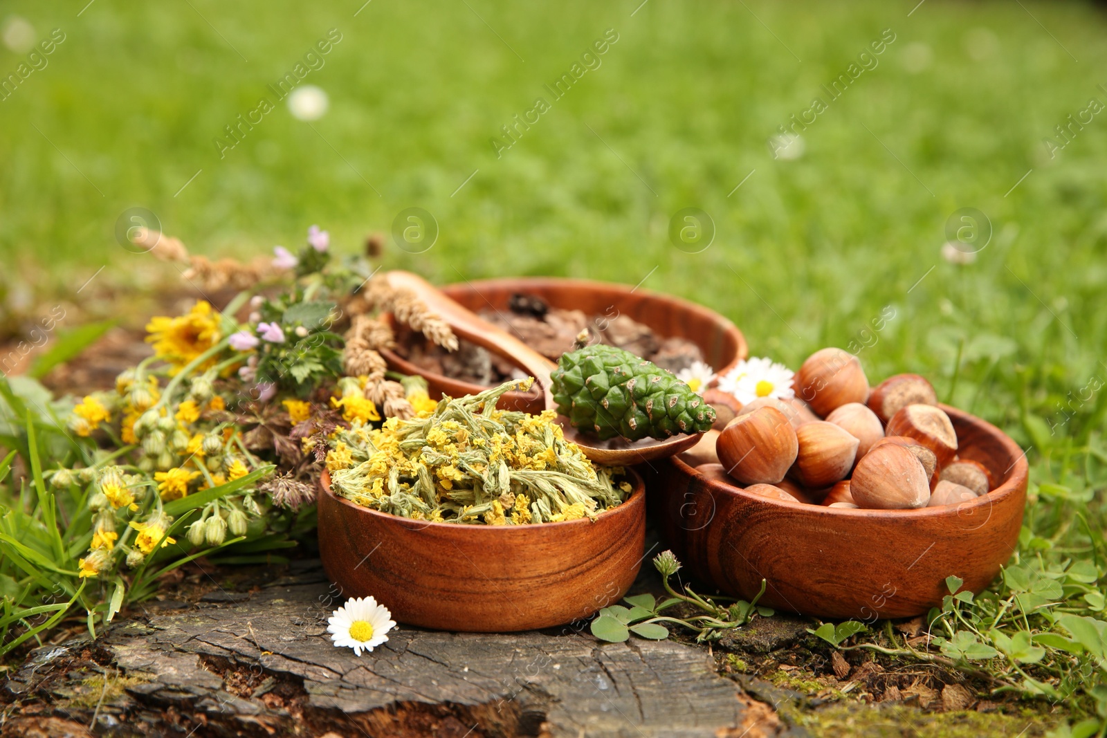 Photo of Ingredients for tincture. Pine cone, flowers and hazelnuts outdoors