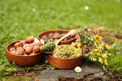 Photo of Ingredients for tincture. Pine cone, flowers and hazelnuts outdoors