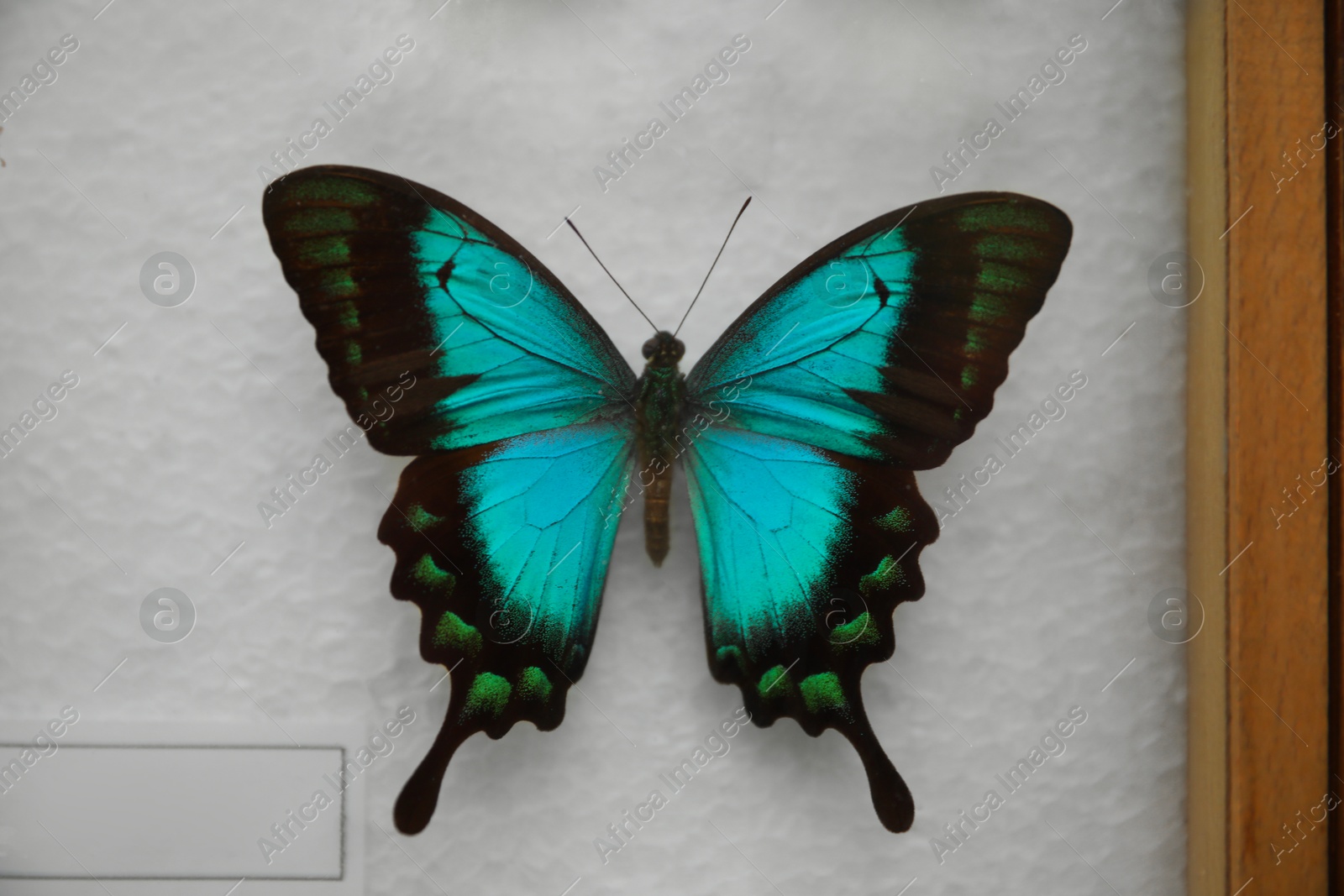 Photo of Beautiful Papilio lorquinianus albertisi butterfly on white background