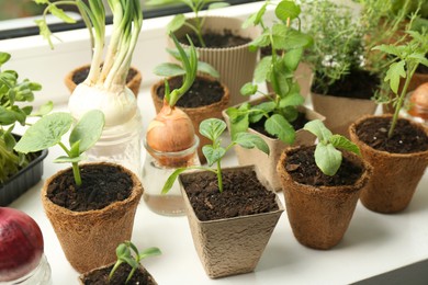 Photo of Many different seedlings in pots and sprouted onions on window sill, closeup