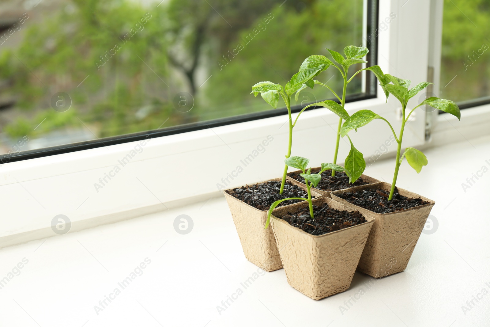 Photo of Pepper seedlings growing in peat pots on window sill. Space for text