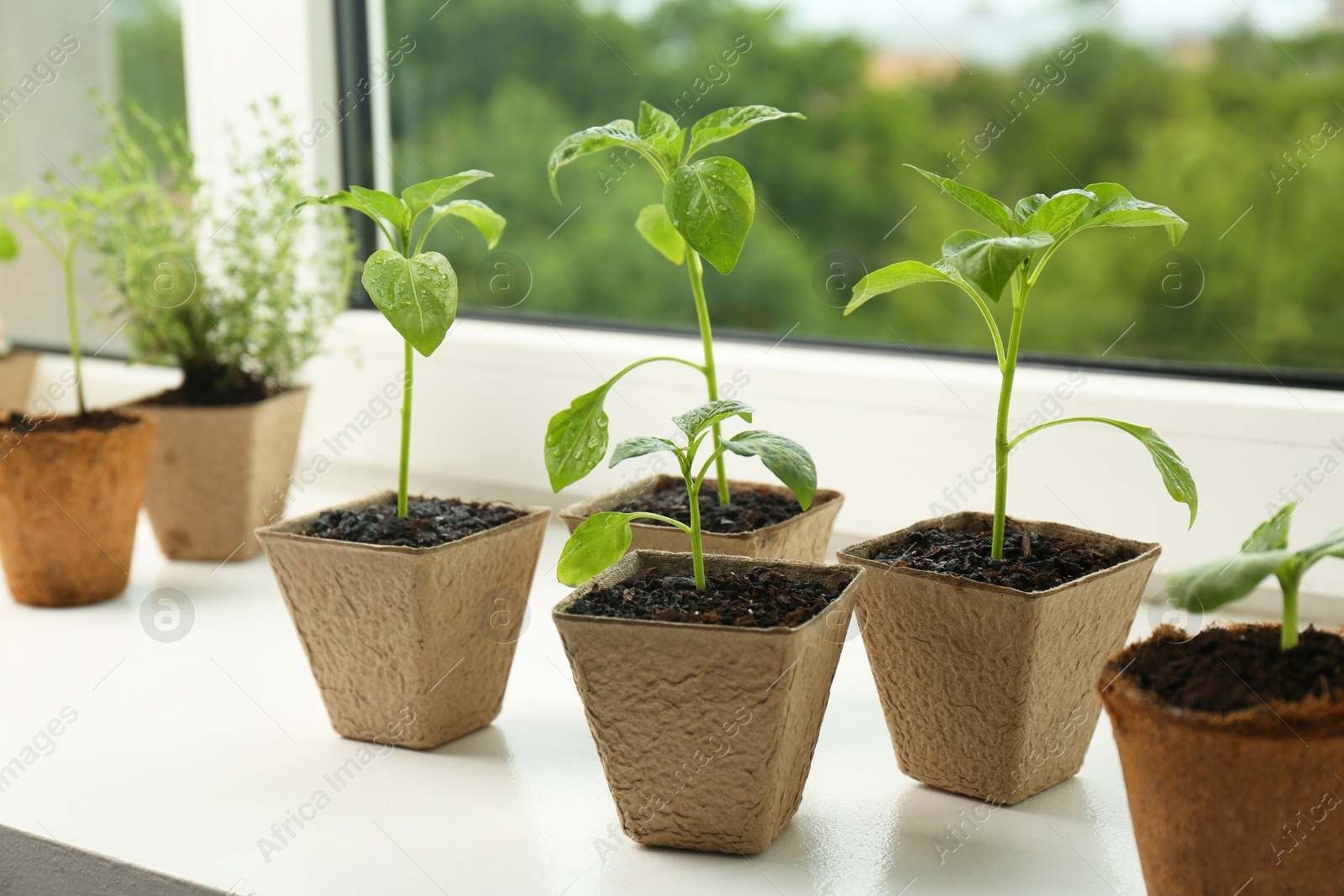 Photo of Pepper seedlings growing in peat pots on window sill, closeup