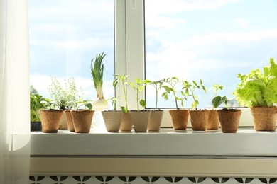 Photo of Many different seedlings growing in pots on window sill