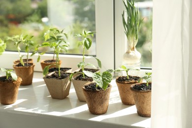 Many different seedlings growing in pots on window sill, closeup