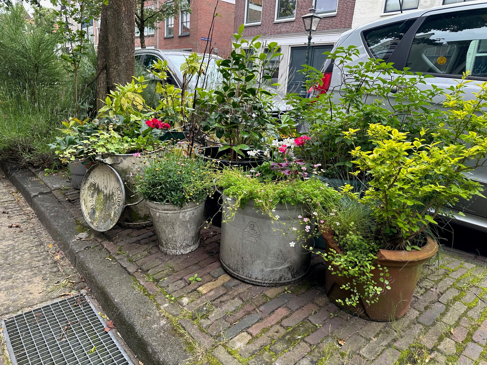 Photo of Beautiful potted plants near road with parked cars