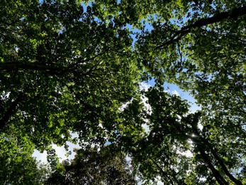 Photo of Beautiful trees with green leaves growing in park, bottom view