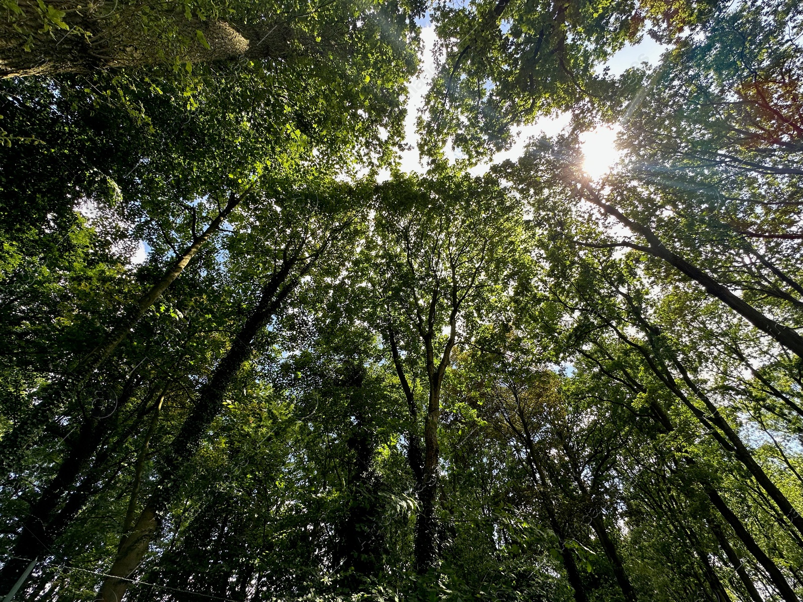 Photo of Beautiful trees with green leaves growing in park, bottom view