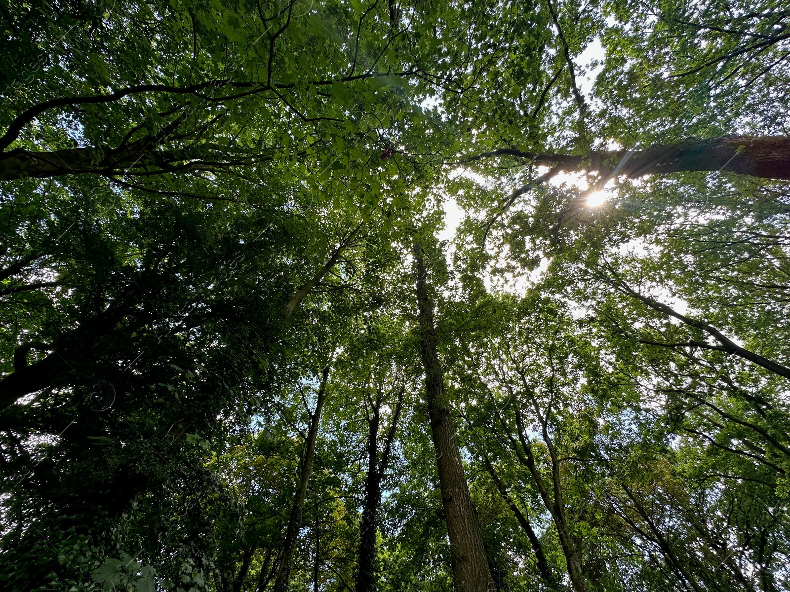 Photo of Beautiful trees with green leaves growing in park, bottom view