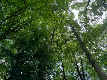 Photo of Beautiful trees with green leaves growing in park, low angle view