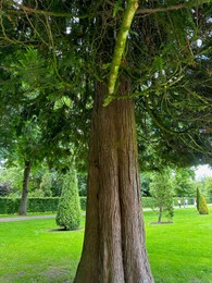 Photo of Beautiful tree with green leaves growing in park, closeup