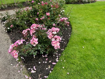 Photo of Beautiful pink rose flowers and green grass outdoors