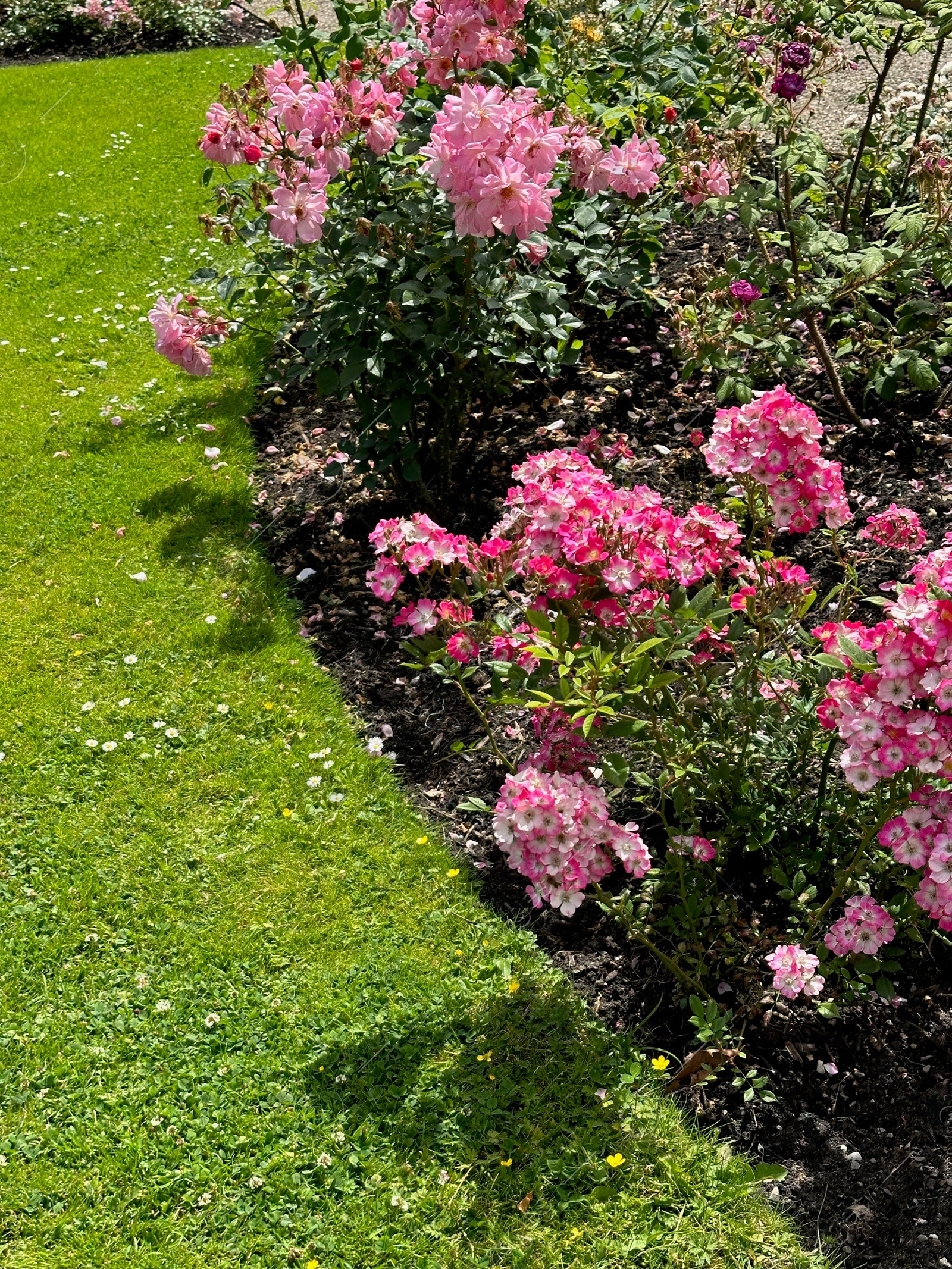 Photo of Beautiful pink rose flowers growing in park