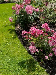 Photo of Beautiful pink rose flowers growing in park