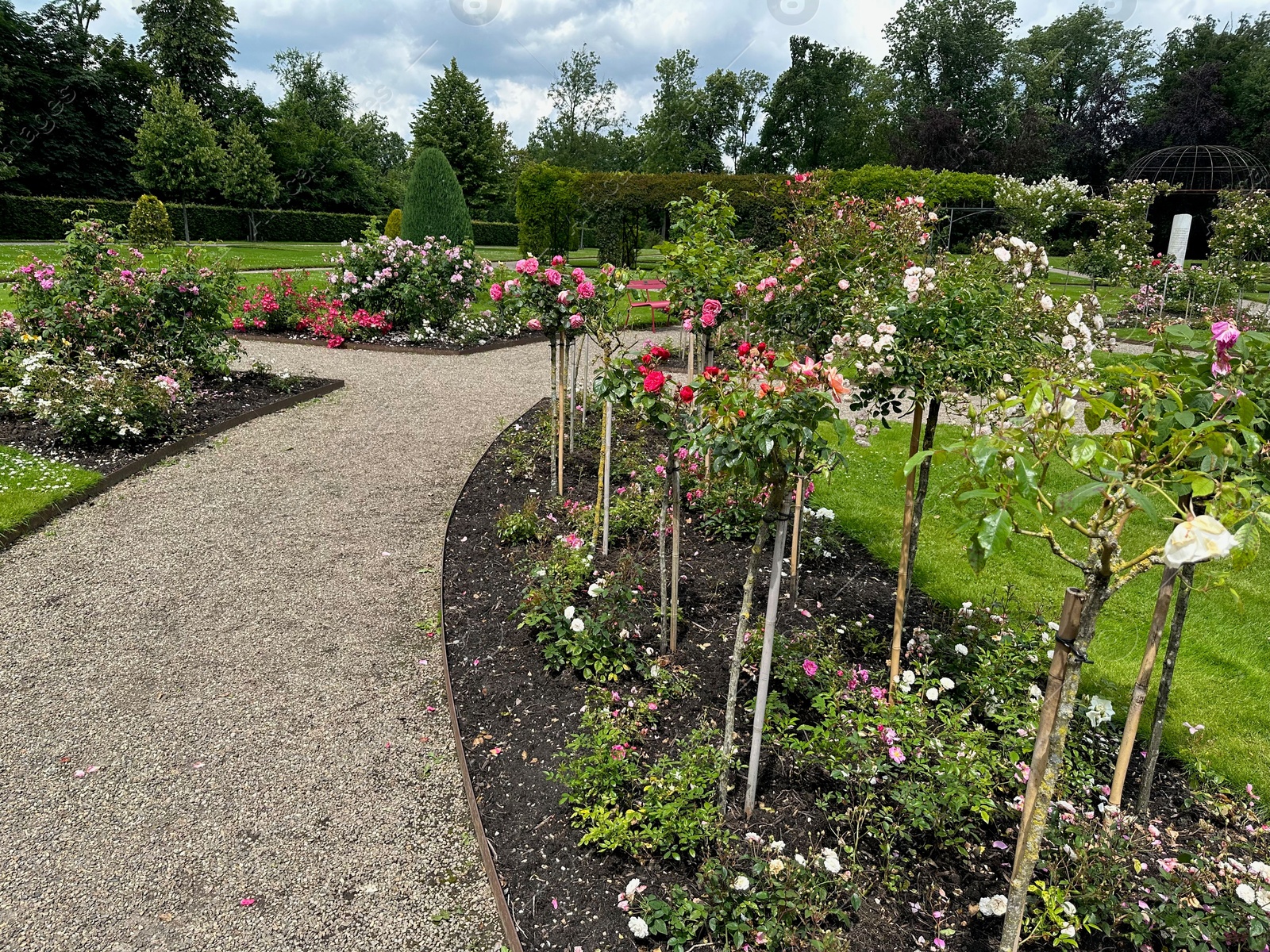 Photo of Different types of beautiful rose flowers growing in park