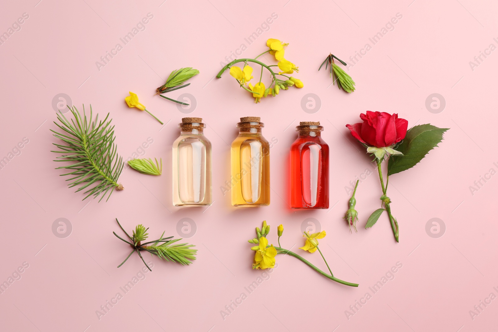 Photo of Aromatherapy. Different essential oils, fir twigs and flowers on pink background, flat lay