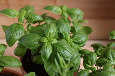 Photo of Potted basil growing on table, closeup. Fresh herb