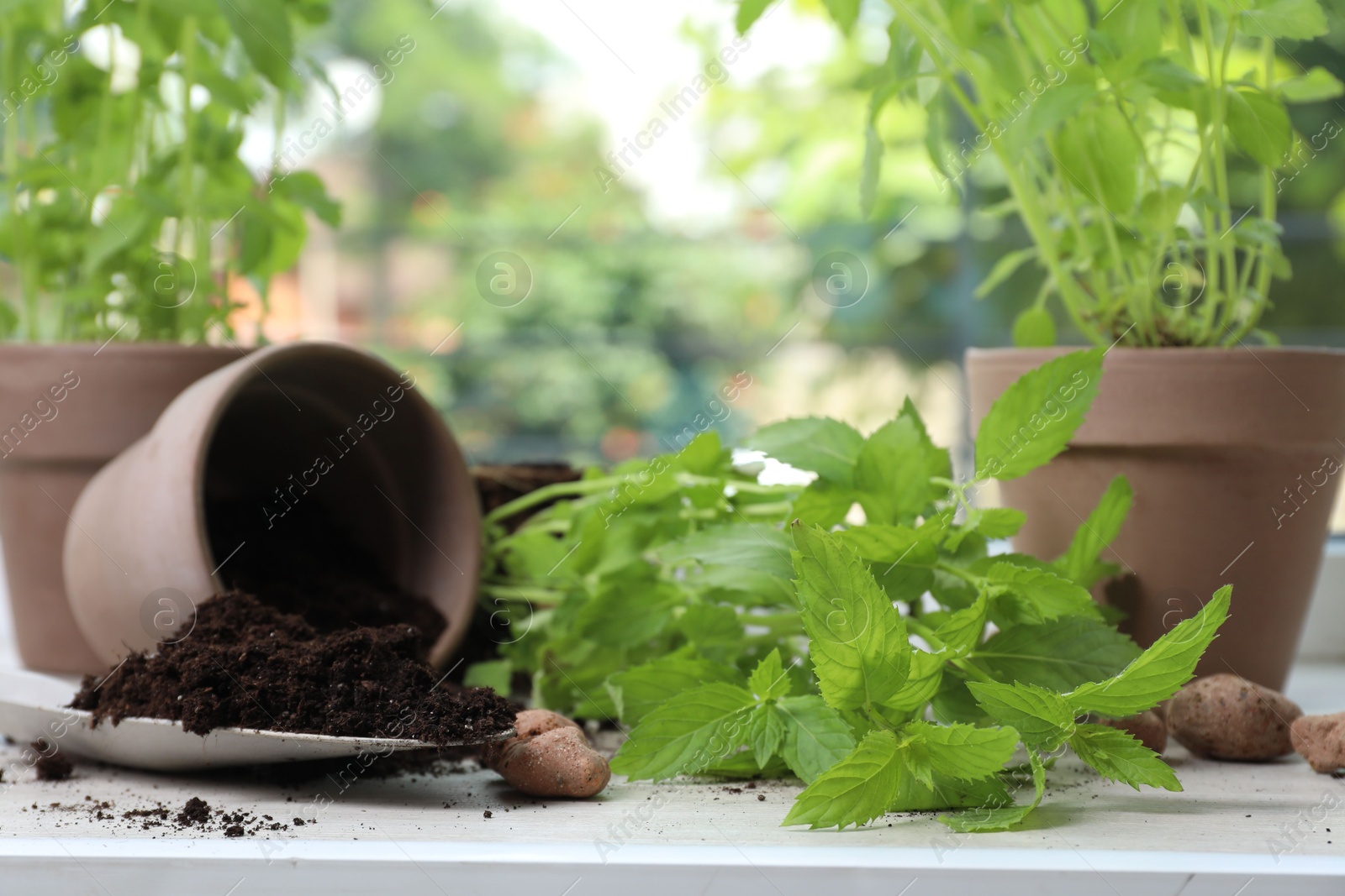 Photo of Transplanting plant. Potted herbs, clay pebbles and gardening shovel with soil on windowsill indoors