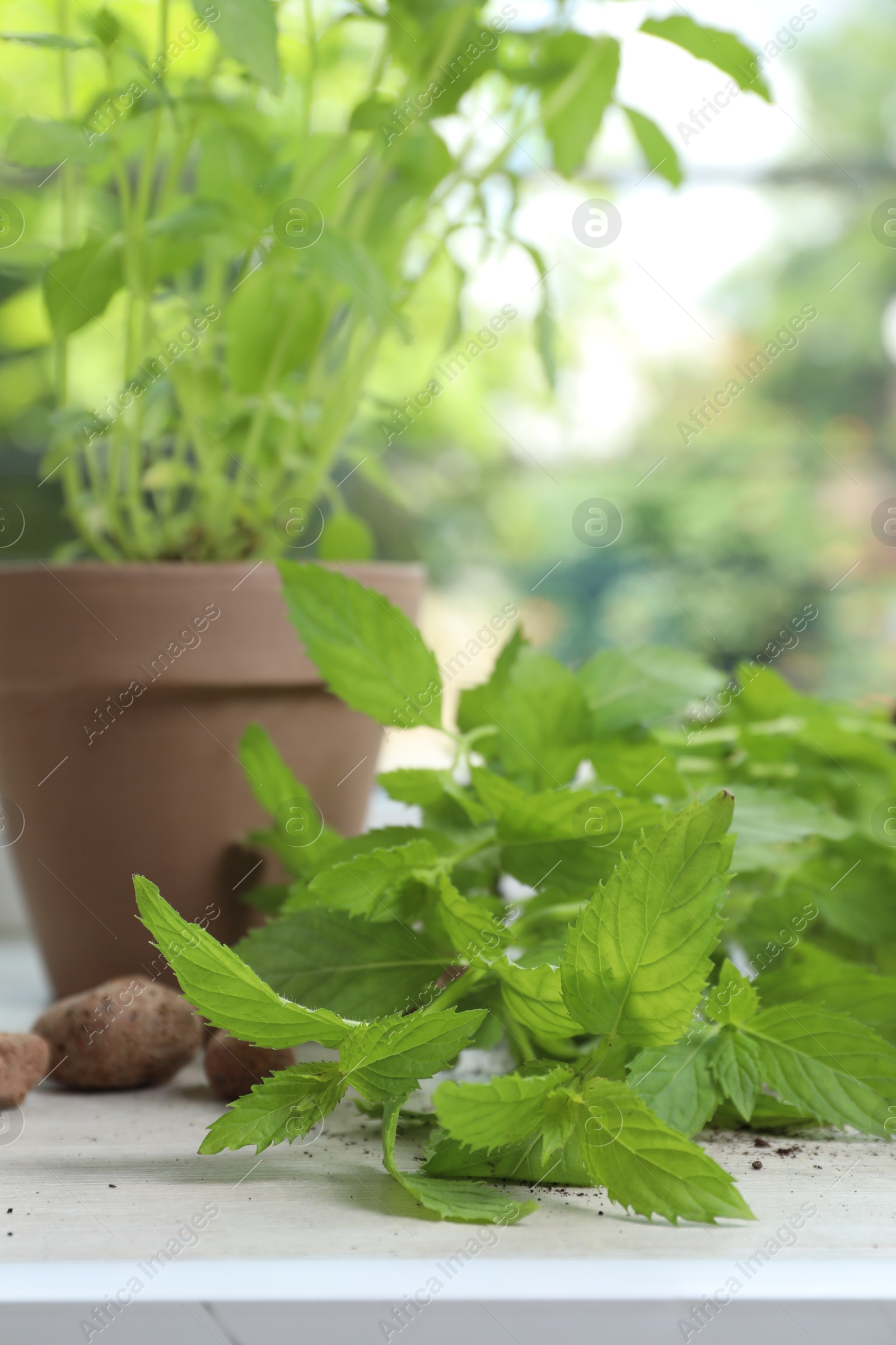 Photo of Potted herbs and clay pebbles on windowsill indoors