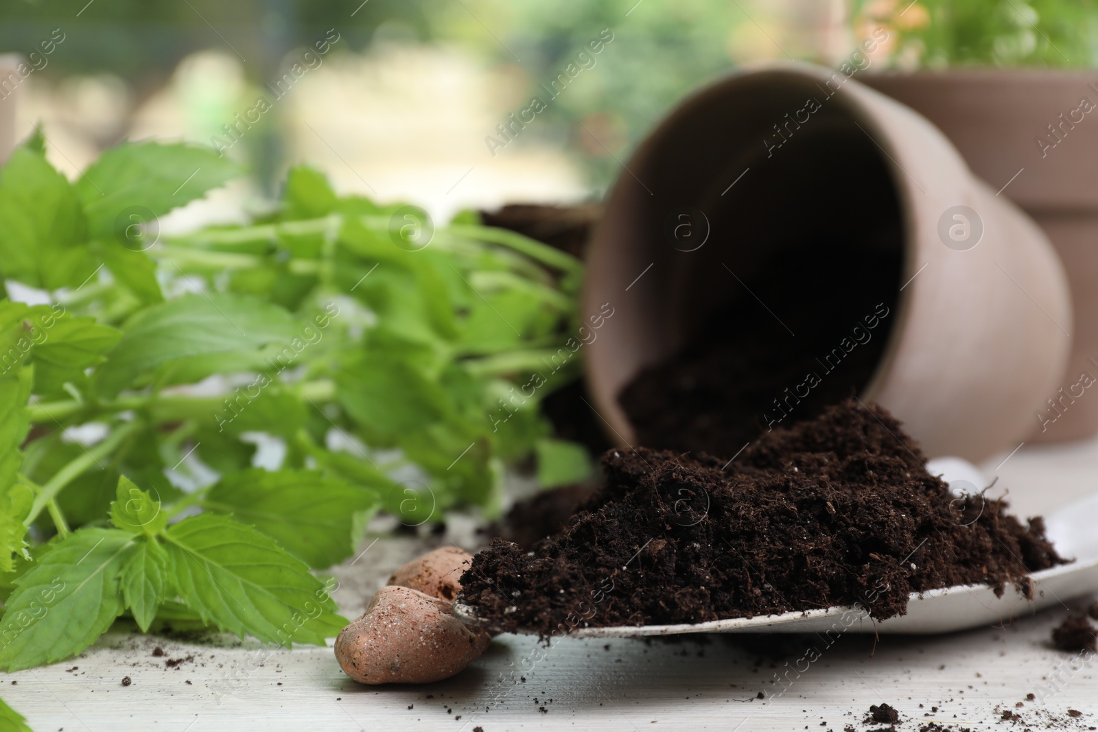 Photo of Transplanting herb. Fresh mint, clay pebbles and gardening shovel with soil on white wooden table indoors, closeup