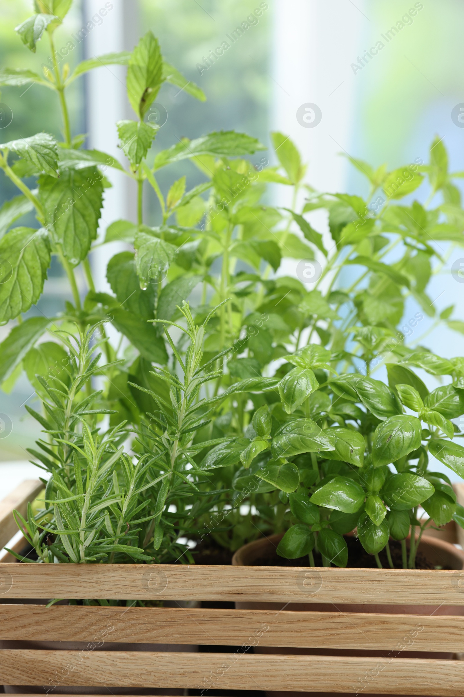 Photo of Different potted herbs growing in wooden crate indoors