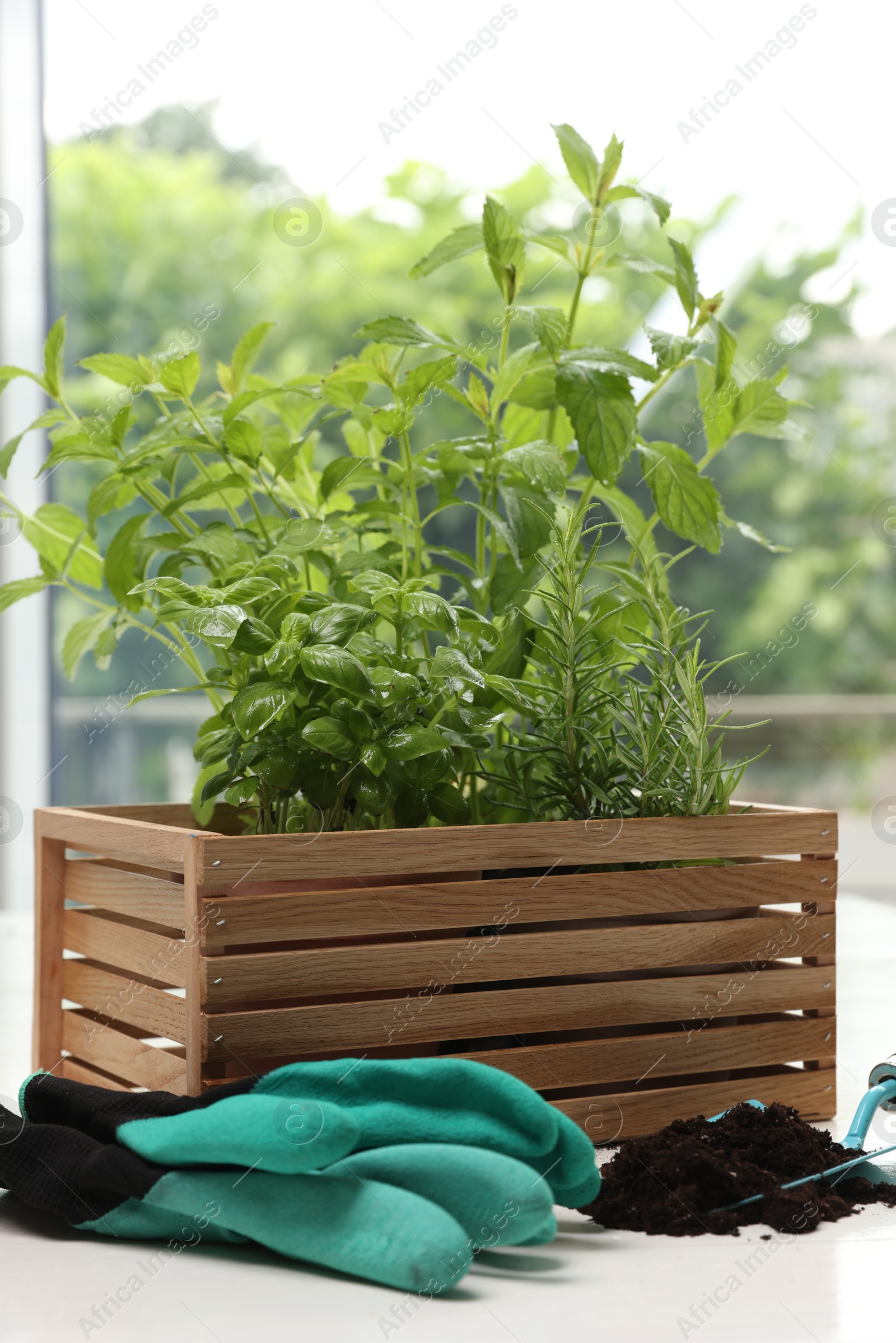 Photo of Transplanting plant. Different herbs growing in wooden crate and gardening tools on white table indoors