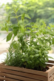 Different potted herbs growing in wooden crate indoors