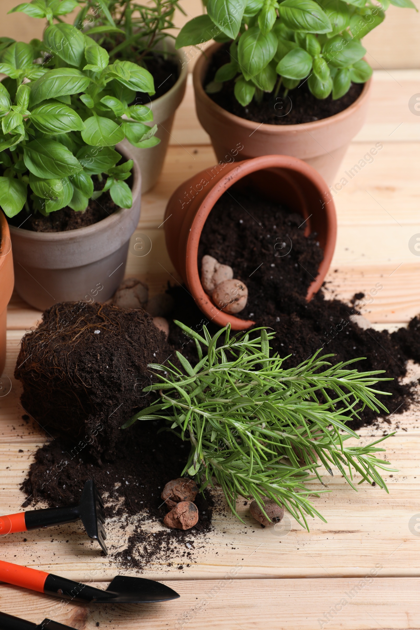 Photo of Transplanting plant. Potted herbs with soil, clay pebbles and gardening tools on wooden table