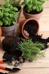 Transplanting plant. Potted herbs with soil, clay pebbles and gardening tools on wooden table