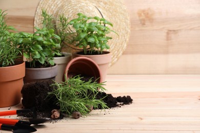 Photo of Transplanting plant. Potted herbs, clay pebbles and gardening tools with soil on wooden table, space for text