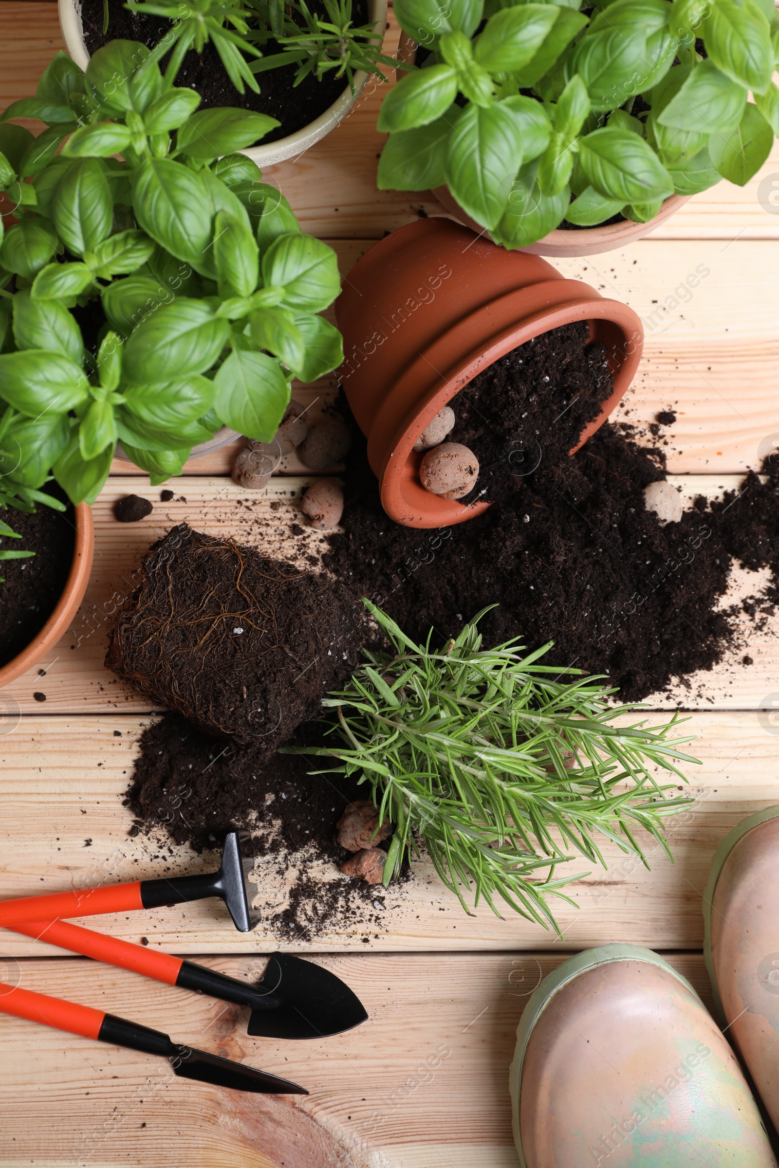 Photo of Transplanting plant. Potted herbs with soil, clay pebbles and gardening tools on wooden table, flat lay