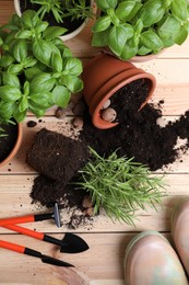 Photo of Transplanting plant. Potted herbs with soil, clay pebbles and gardening tools on wooden table, flat lay