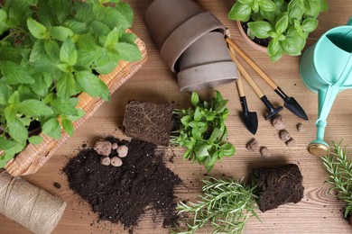 Transplanting plant. Potted herbs with soil, clay pebbles and gardening tools on wooden table, flat lay