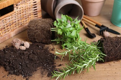 Transplanting plant. Potted herbs with soil, clay pebbles and gardening tools on wooden table