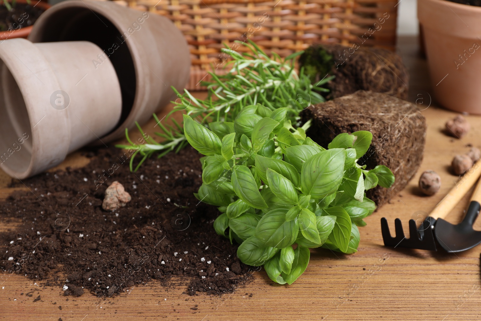 Photo of Transplanting plant. Potted herbs with soil, clay pebbles and gardening tools on wooden table