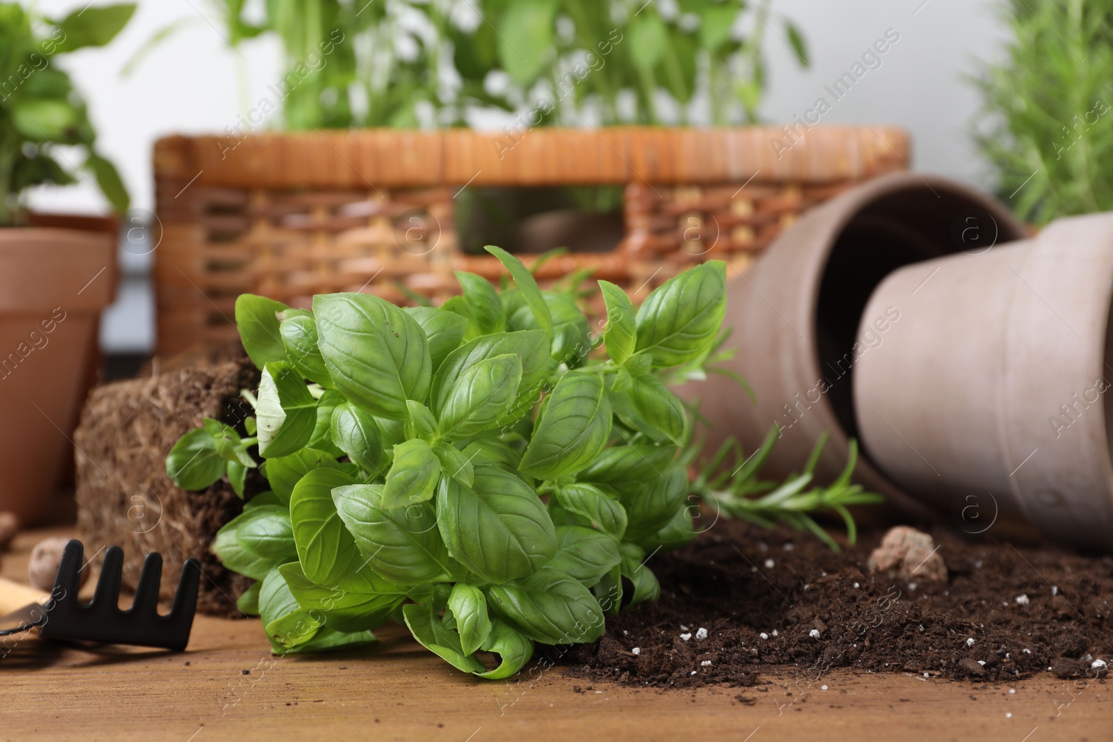 Photo of Transplanting plant. Potted herbs, gardening tools and soil on wooden table