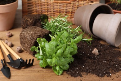 Transplanting plant. Fresh herbs, clay pebbles and gardening tools with soil on wooden table