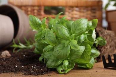 Photo of Transplanting plant. Fresh basil and soil on wooden table, closeup