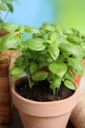 Photo of Fresh basil growing in pots outdoors, closeup