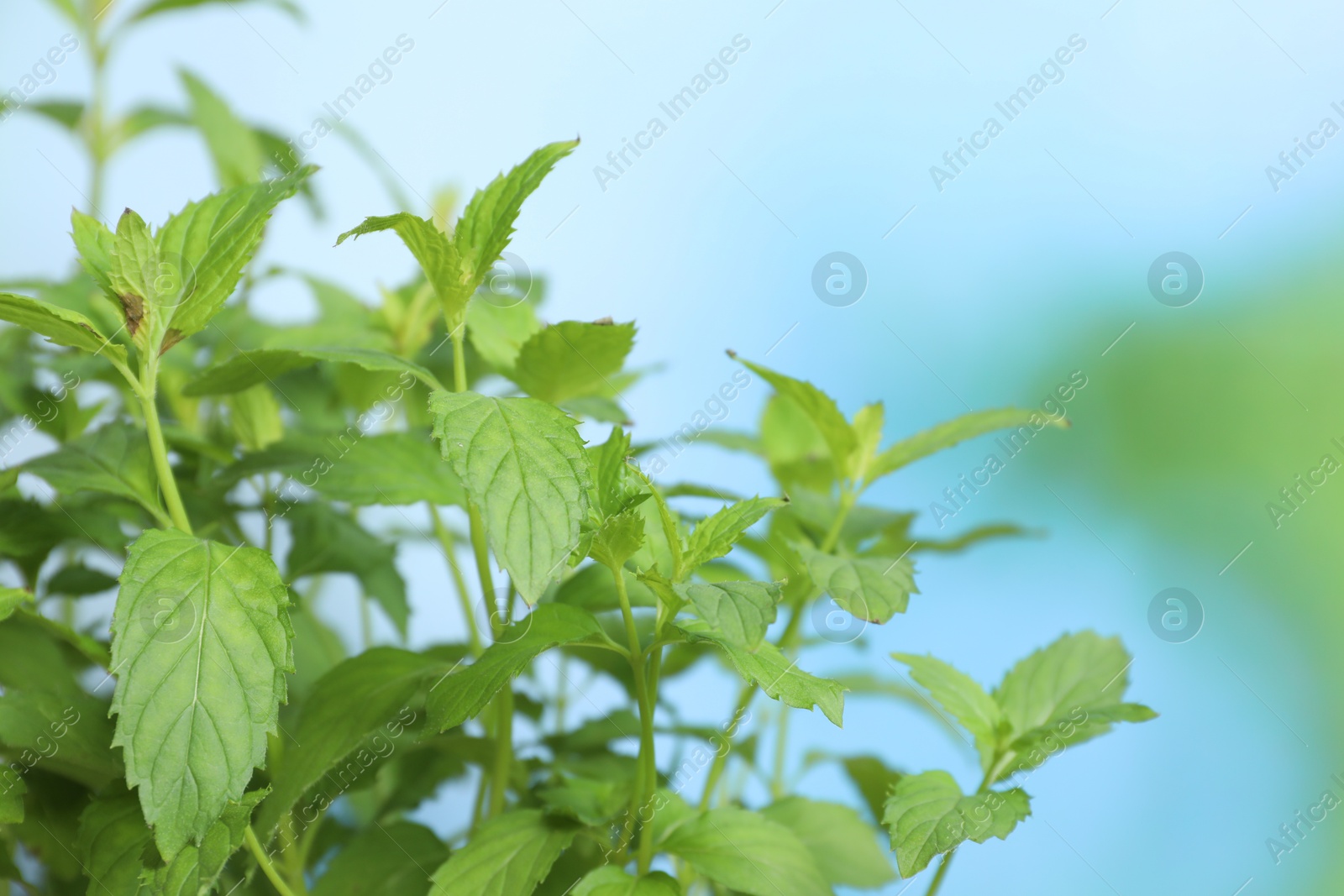 Photo of Natural mint on blurred background, closeup. Fresh herb