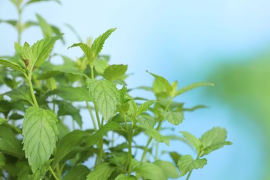 Photo of Natural mint on blurred background, closeup. Fresh herb