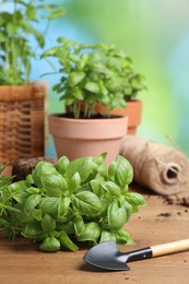 Photo of Transplanting plant. Potted herbs and gardening shovel on wooden table outdoors