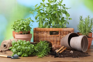 Transplanting plant. Potted herbs, clay pebbles and gardening tools with soil on wooden table outdoors