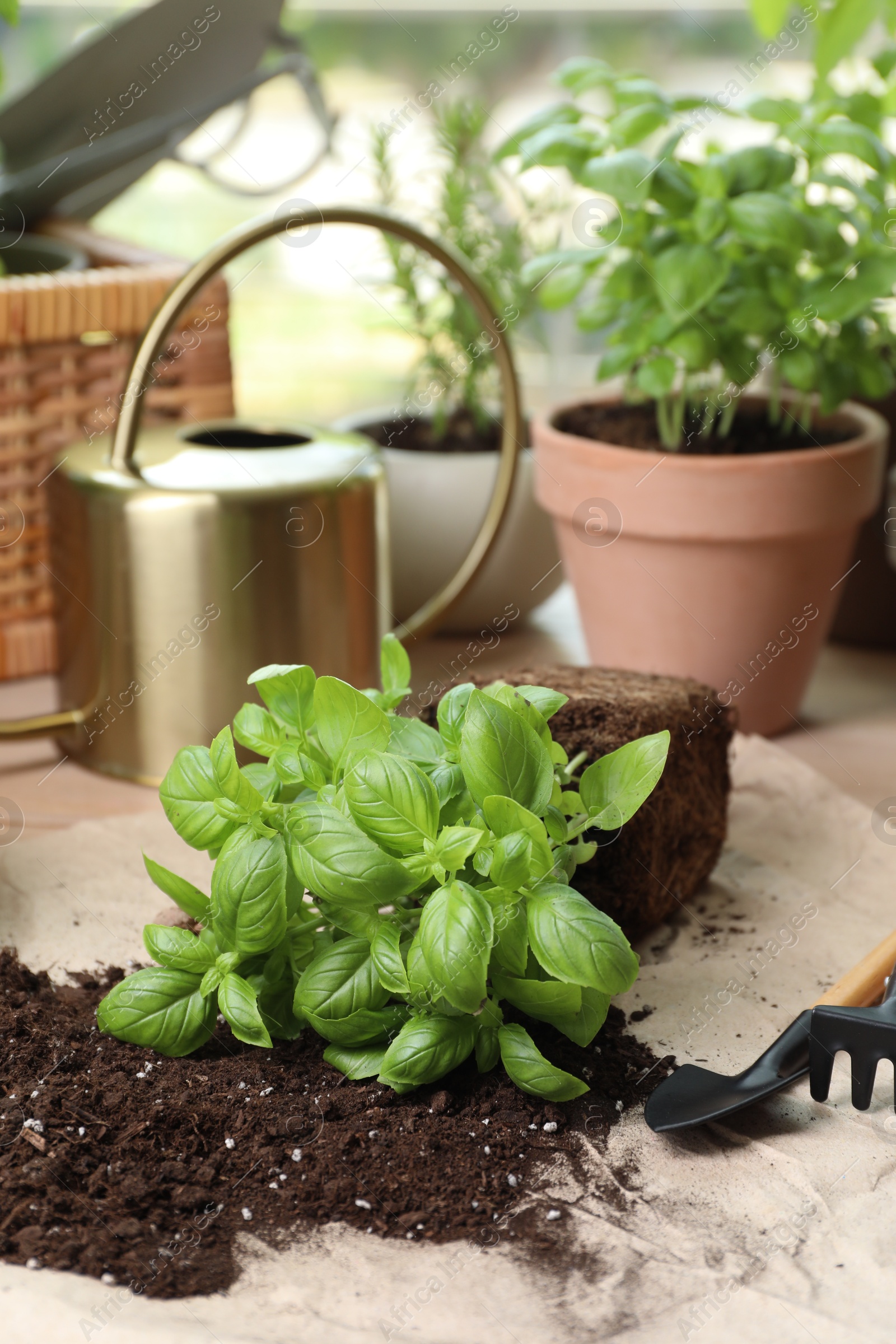 Photo of Transplanting plant. Potted herbs, gardening tools and soil on table indoors