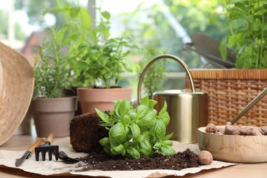 Photo of Transplanting plant. Potted herbs, clay pebbles and gardening tools with soil on wooden table indoors